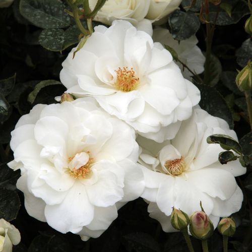 Gärtnerei - Rosa Schneewittchen® - weiß - park und strauchrosen - mittel-stark duftend - Reimer Kordes - Eine der bekanntesten weiß blühenden Buschrosen, geeignet für Schnittblume, für Ausstellungen, für Blumenbeete und für Hecken.